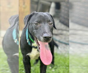 Labrador Retriever-Unknown Mix Dogs for adoption in Jefferson, NJ, USA