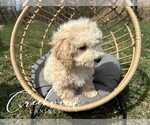 Small #2 Poochon