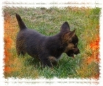 Small Photo #33 Pembroke Welsh Corgi-Scottish Terrier Mix Puppy For Sale in GREELEY, CO, USA