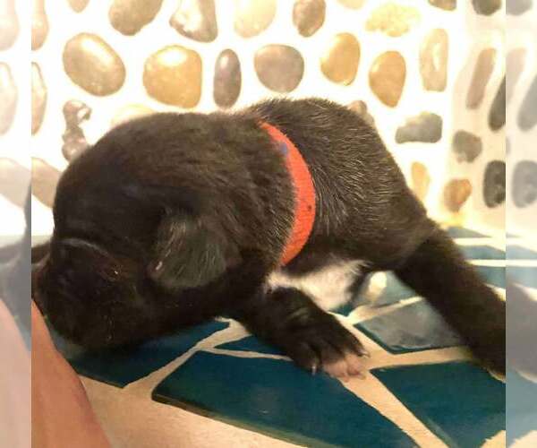 Medium Photo #7 Mutt Puppy For Sale in Imlay City, MI, USA