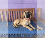 Small #2 Anatolian Shepherd Mix