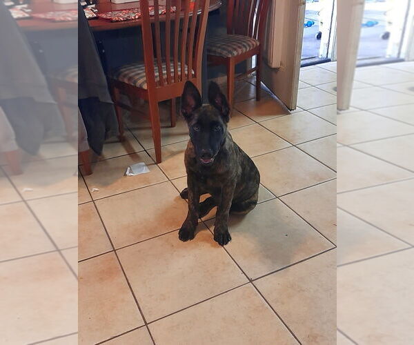 Medium Photo #3 German Shepherd Dog-Holland Shepherd Mix Puppy For Sale in Imlay City, MI, USA