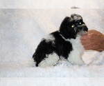Small #7 ShihPoo