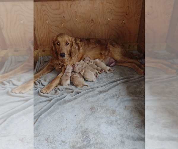 Medium Photo #1 Golden Retriever Puppy For Sale in PORTLAND, OR, USA