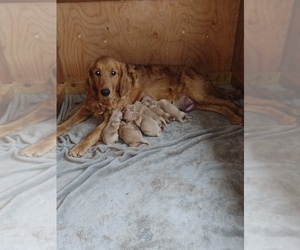 Mother of the Golden Retriever puppies born on 04/09/2022