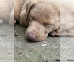 Small #11 Labrador Retriever