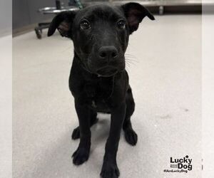 Noah - Male Labrador Retriever-Unknown Mix Dog for Adoption - Photo #3