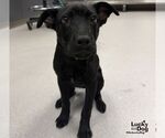 Small Photo #3 Labrador Retriever-Unknown Mix Puppy For Sale in Washington, DC, USA