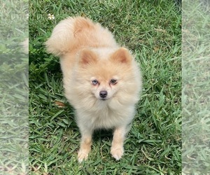 Mother of the Miniature Spitz puppies born on 04/10/2024