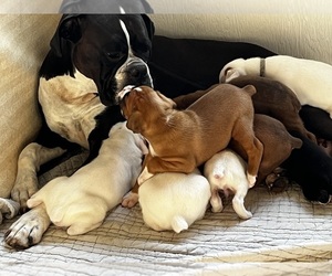 Boxer Dog for Adoption in SANTA BARBARA, California USA