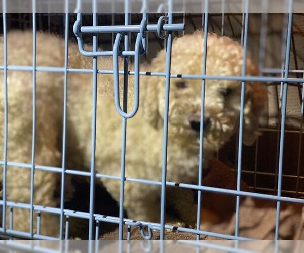 Medium Photo #4 Mutt Puppy For Sale in Lewistown, PA, USA