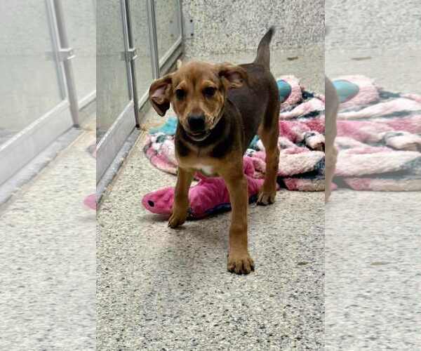 Medium Photo #5 Mutt Puppy For Sale in Mechanicsburg, PA, USA