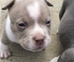Small Photo #6 American Bully Puppy For Sale in CARY, NC, USA