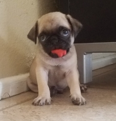 Pug Puppy for sale in ONTARIO, CA, USA