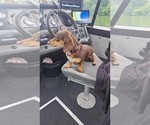 Small Photo #1 Dachshund Puppy For Sale in MANSFIELD, OH, USA