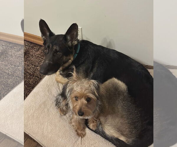 Medium Photo #12 German Shepherd Dog Puppy For Sale in Gretna, NE, USA