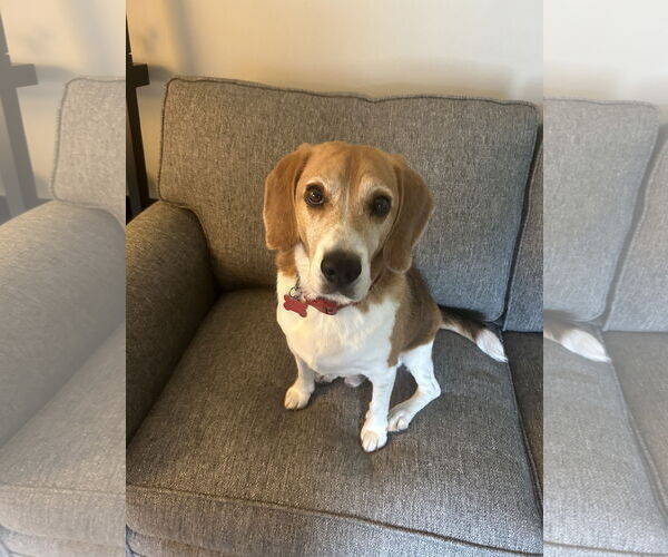 Medium Photo #7 Beagle Puppy For Sale in Tampa, FL, USA