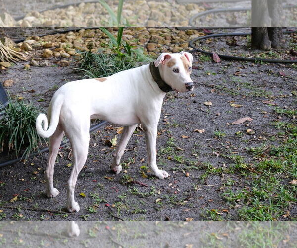 Medium Photo #2 Pointer-Unknown Mix Puppy For Sale in Miami, FL, USA