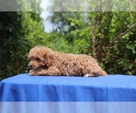 Small #18 Poodle (Toy)