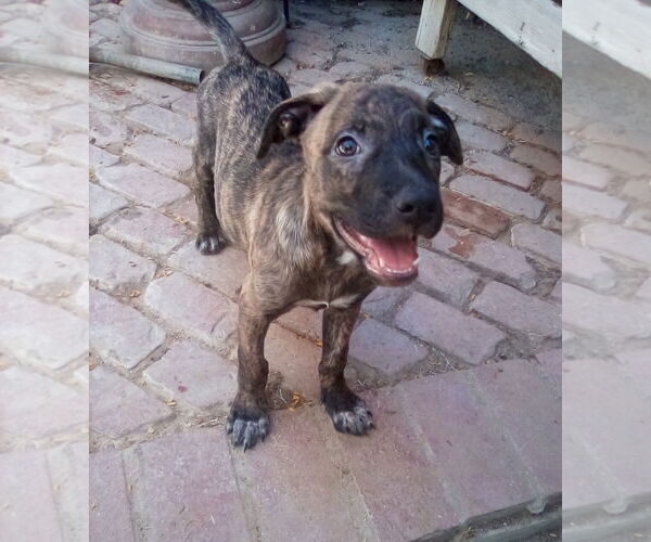 Medium Photo #9 Mutt Puppy For Sale in Apple Valley, CA, USA