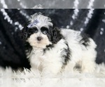 Small #1 Maltipoo