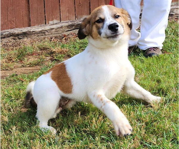 Medium Photo #4 Sheprador Puppy For Sale in Wetumpka, AL, USA