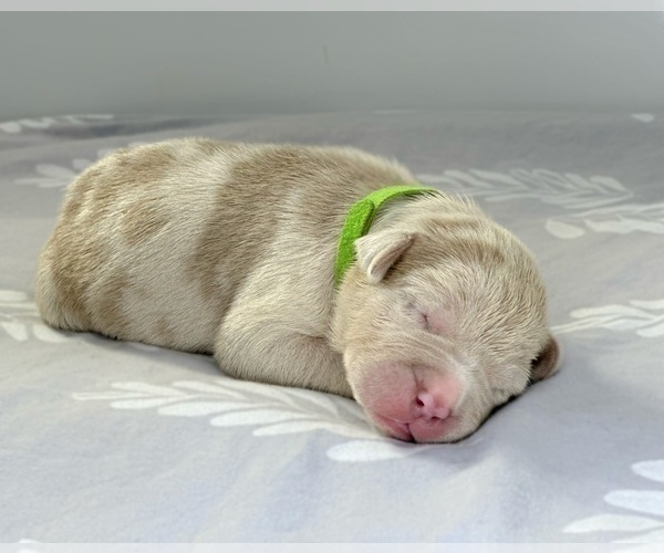 Medium Photo #5 American Bully Puppy For Sale in DICKINSON, TX, USA