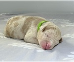 Small Photo #5 American Bully Puppy For Sale in DICKINSON, TX, USA