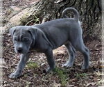 Small #3 Mutt