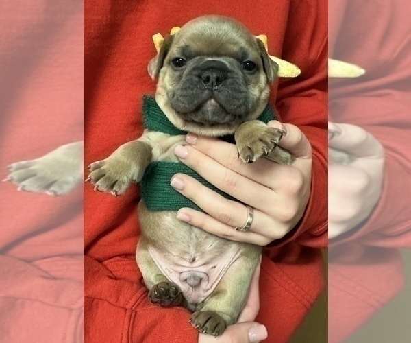 Medium Photo #8 French Bulldog Puppy For Sale in WEXFORD, PA, USA