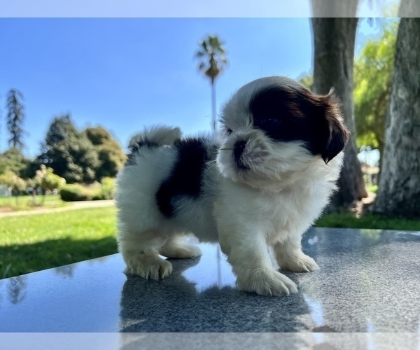 Medium Photo #41 Shih Tzu Puppy For Sale in HAYWARD, CA, USA