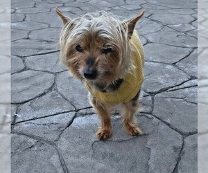 Mutt Dogs for adoption in Allentown,, PA, USA