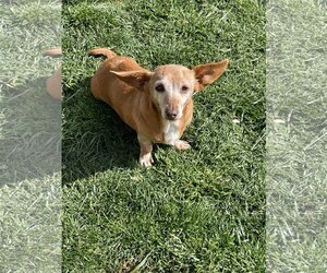 Chiweenie Dogs for adoption in Hesperia, CA, USA