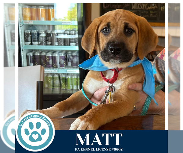 Medium Photo #3 Mutt Puppy For Sale in Kimberton, PA, USA