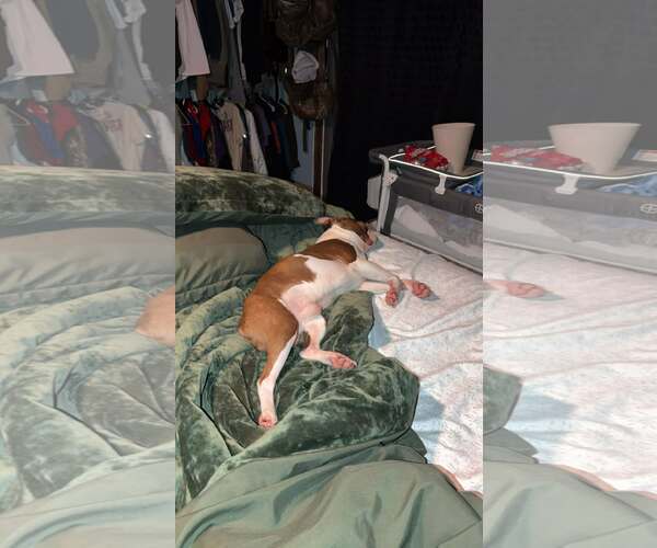 Medium Photo #3 Boston Terrier-Unknown Mix Puppy For Sale in Wakefield, RI, USA