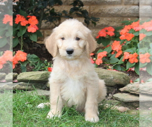 Goldendoodle Puppy for sale in NEW PROVIDENCE, PA, USA