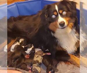 Mother of the Australian Shepherd puppies born on 11/30/2021