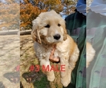Small Photo #22 Goldendoodle Puppy For Sale in CLARKSVILLE, TX, USA