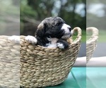 Small #3 Bernedoodle