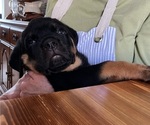 Puppy Blue girl Rottweiler