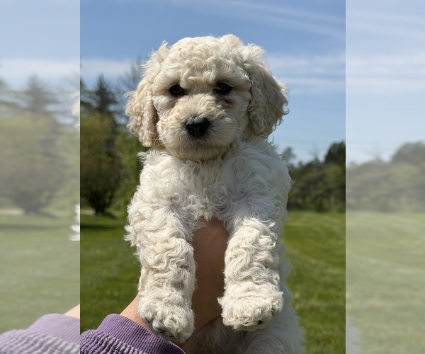 Medium Photo #1 Goldendoodle mix (+ Poodle Standard) Puppy For Sale in MAYNARDVILLE, TN, USA