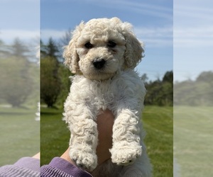 Goldendoodle mix (+ Poodle Standard) Puppy for sale in MAYNARDVILLE, TN, USA