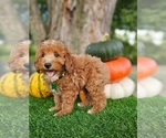 Small #5 Poodle (Miniature)