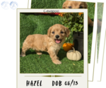 Puppy Hazel Cavapoo