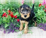 Small Photo #8 Airedale Terrier Puppy For Sale in MC BAIN, MI, USA