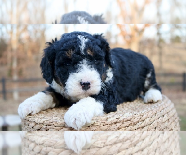 Medium Photo #1 Bernedoodle Puppy For Sale in KNOB NOSTER, MO, USA