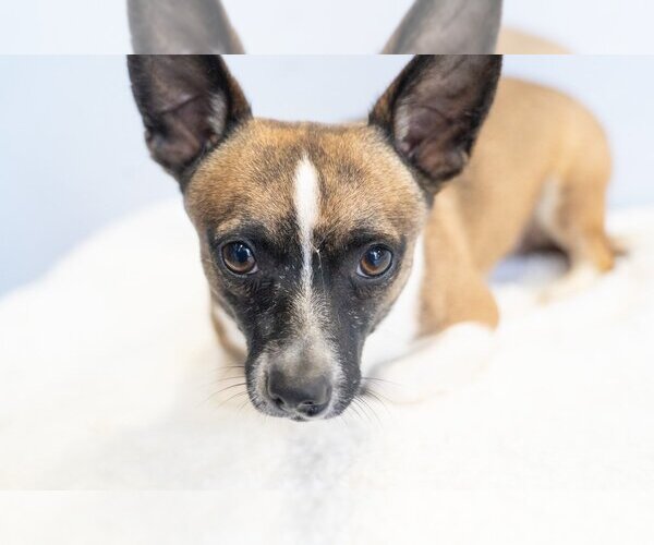 Medium Photo #2 Rat Terrier-Unknown Mix Puppy For Sale in Studio City, CA, USA