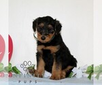 Small #2 Airedale Terrier