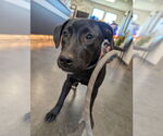Small #3 Labrador Retriever