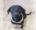 Small #1 Labrador Retriever Mix